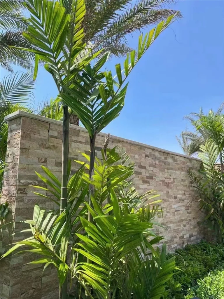 Yellow Wood Vein Wall Stone for Garden Boundary Wall Landscaping